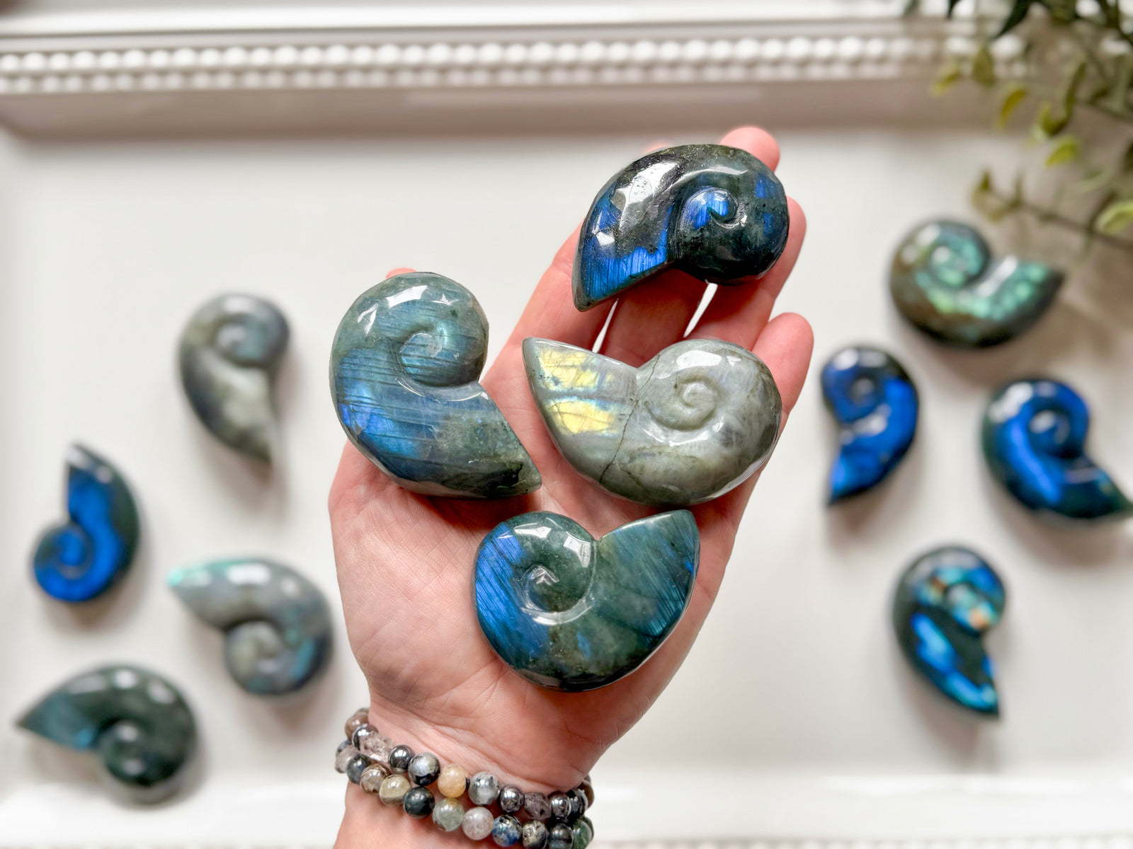 Labradorite Nautilus Shell Carving