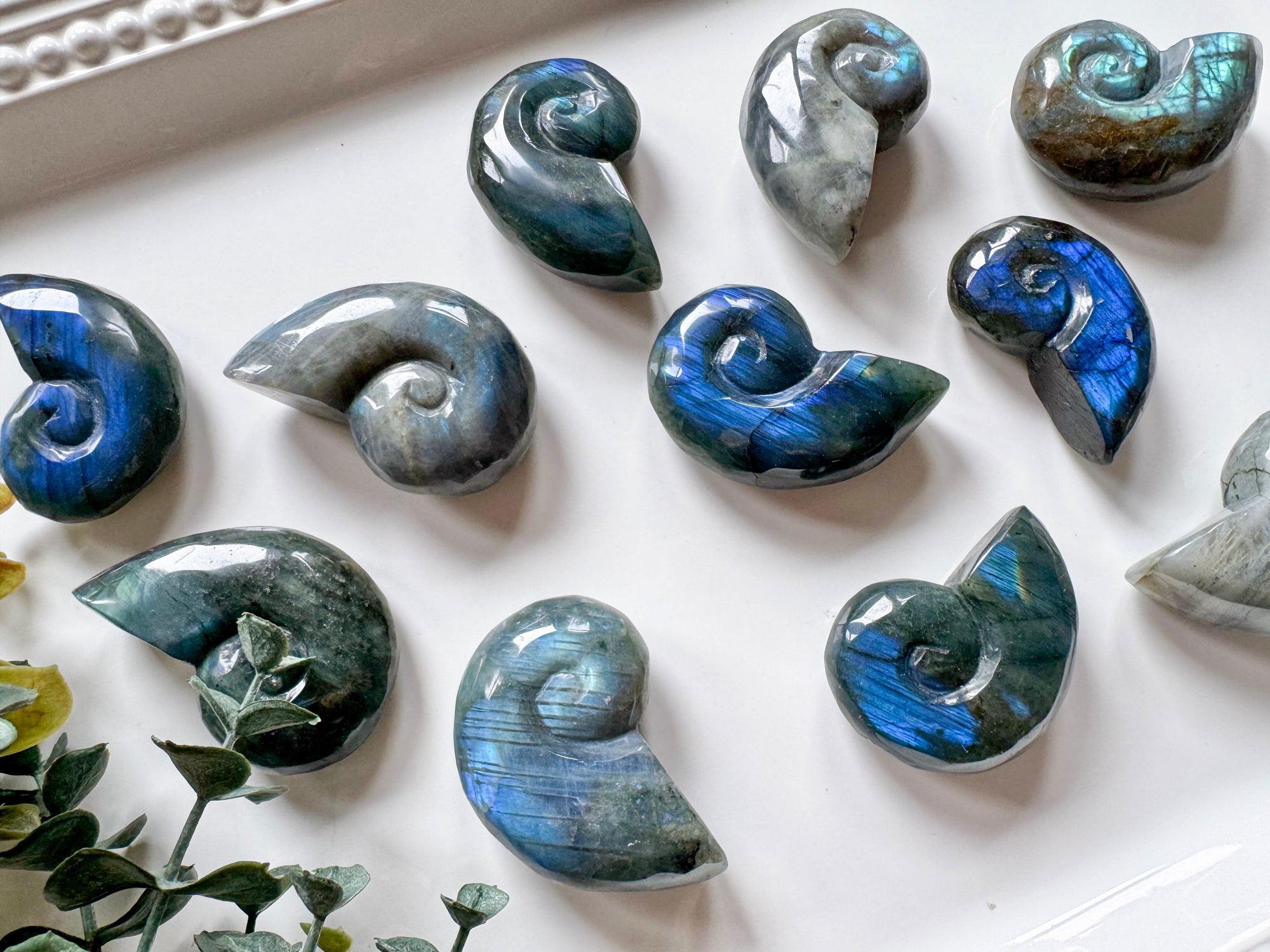 Labradorite Nautilus Shell Carving