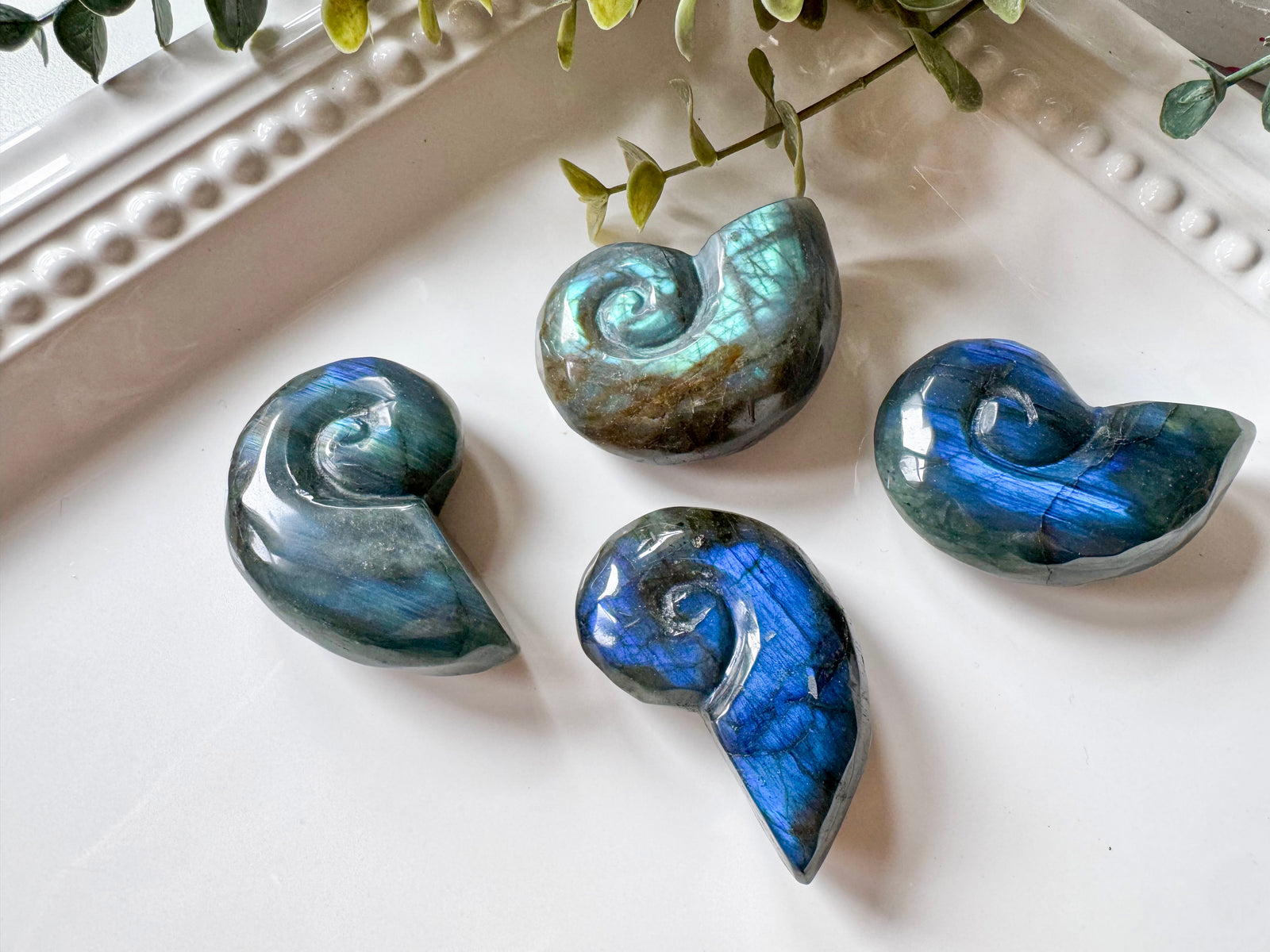 Labradorite Nautilus Shell Carving