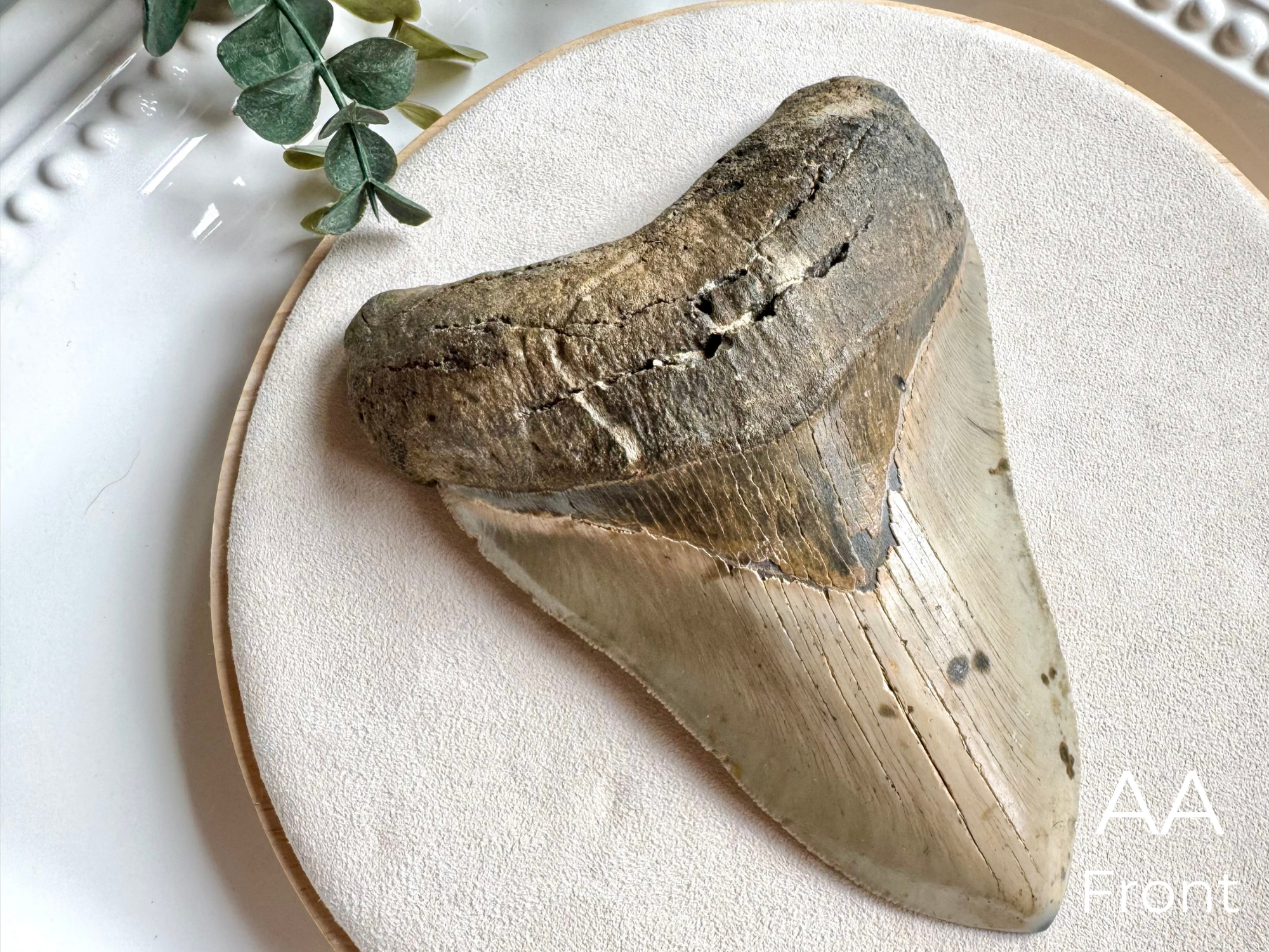 Megalodon Shark Tooth Fossil || North Carolina