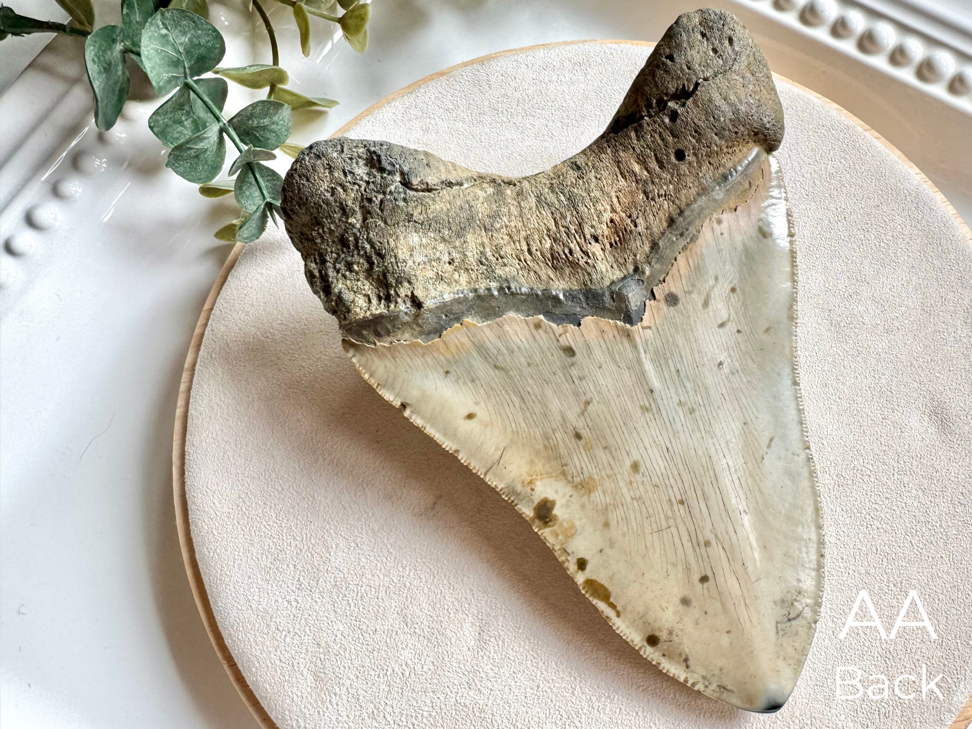 Megalodon Shark Tooth Fossil || North Carolina