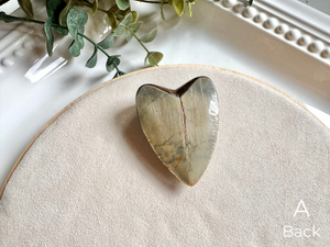 Megalodon Shark Tooth Fossil || North Carolina