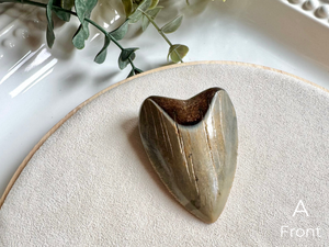 Megalodon Shark Tooth Fossil || North Carolina
