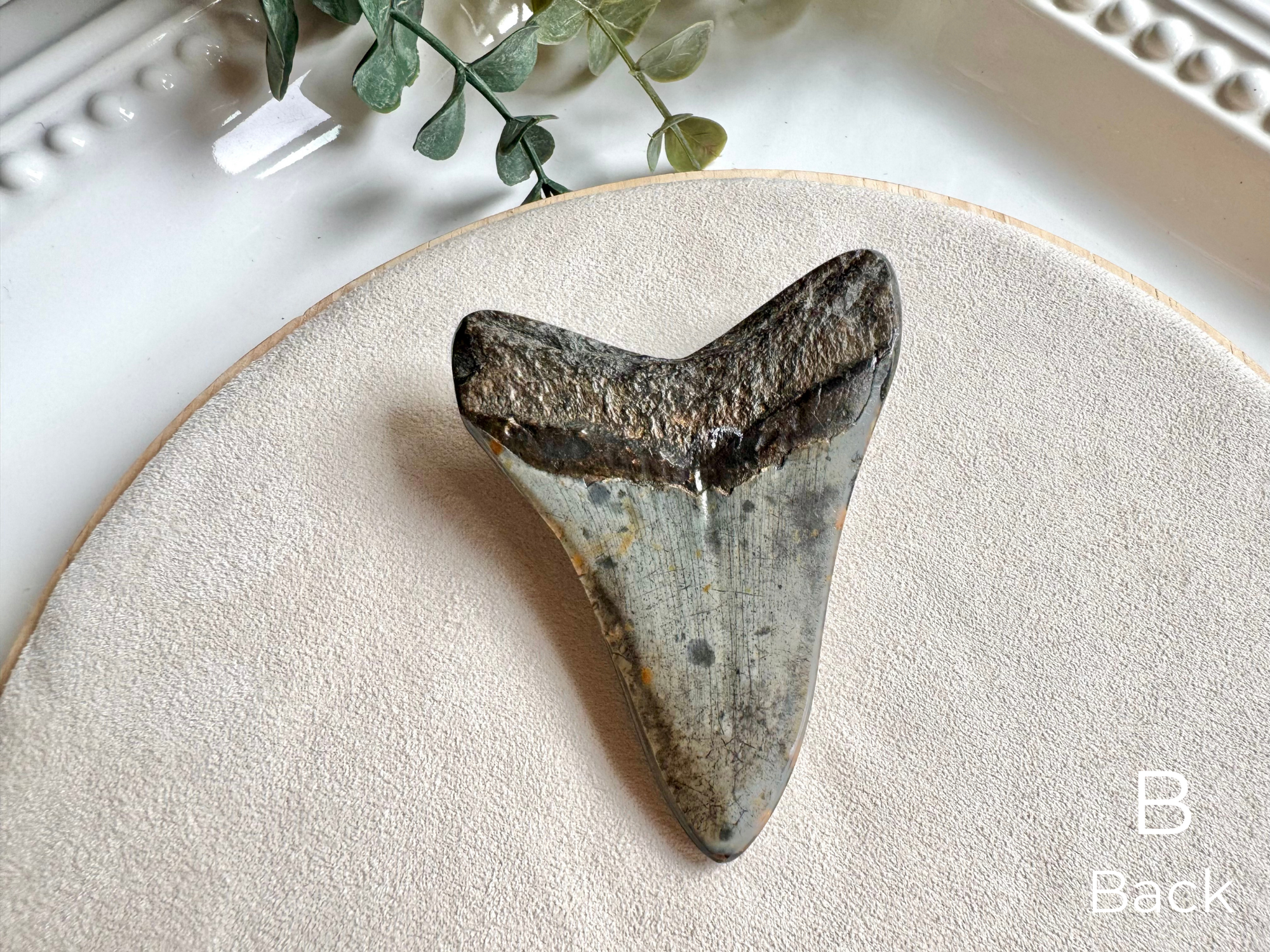 Megalodon Shark Tooth Fossil || North Carolina