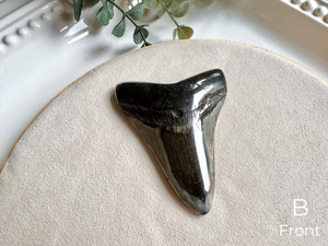 Megalodon Shark Tooth Fossil || North Carolina