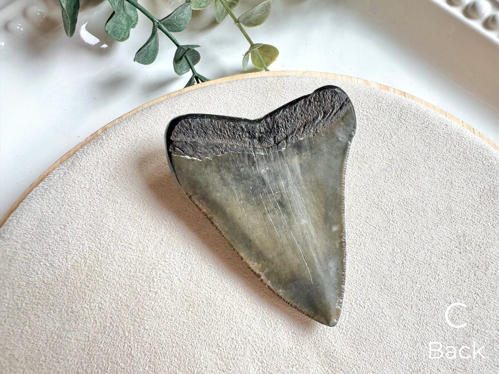 Megalodon Shark Tooth Fossil || North Carolina