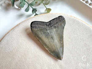 Megalodon Shark Tooth Fossil || North Carolina