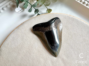 Megalodon Shark Tooth Fossil || North Carolina