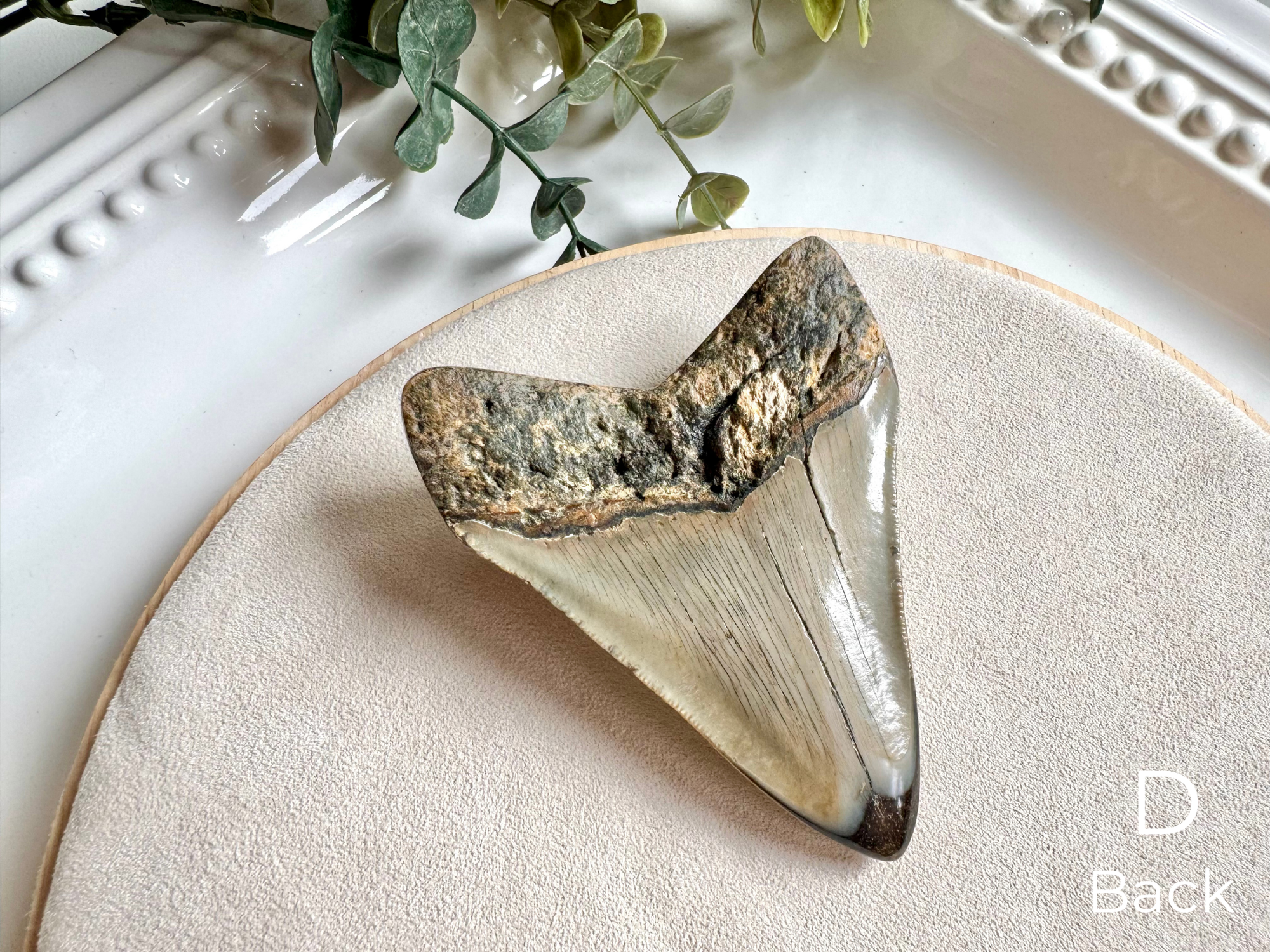 Megalodon Shark Tooth Fossil || North Carolina