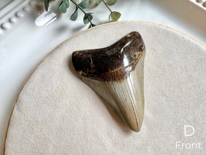 Megalodon Shark Tooth Fossil || North Carolina