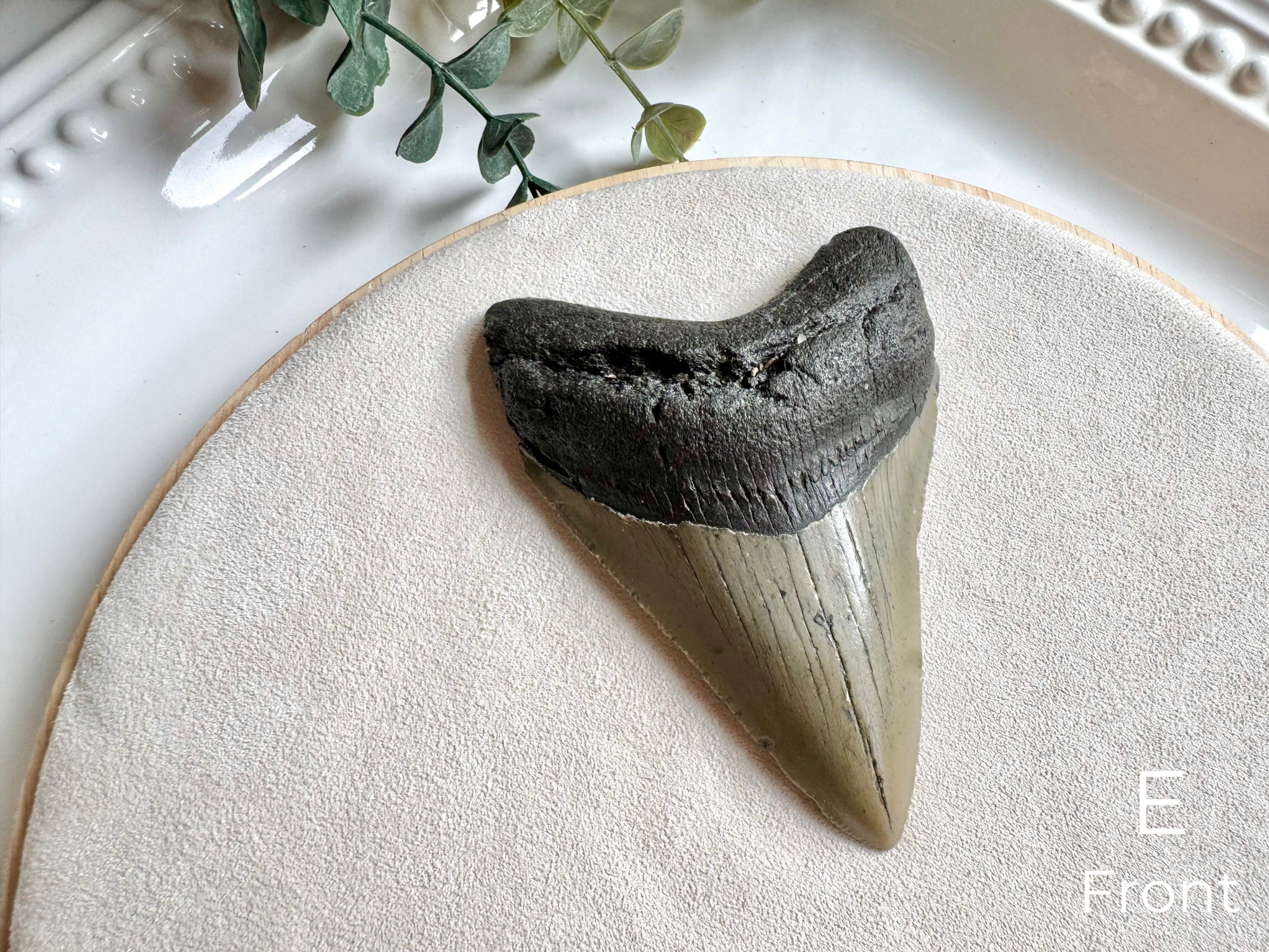 Megalodon Shark Tooth Fossil || North Carolina