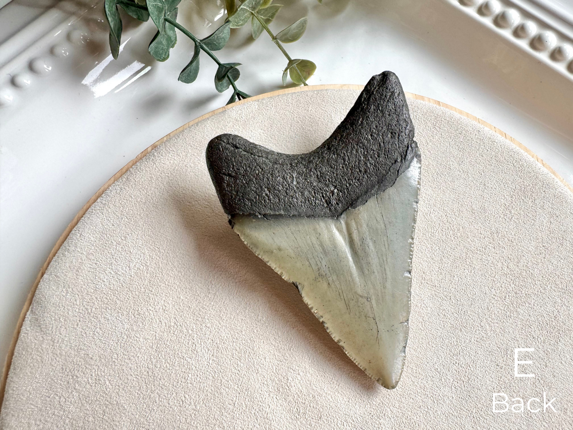 Megalodon Shark Tooth Fossil || North Carolina