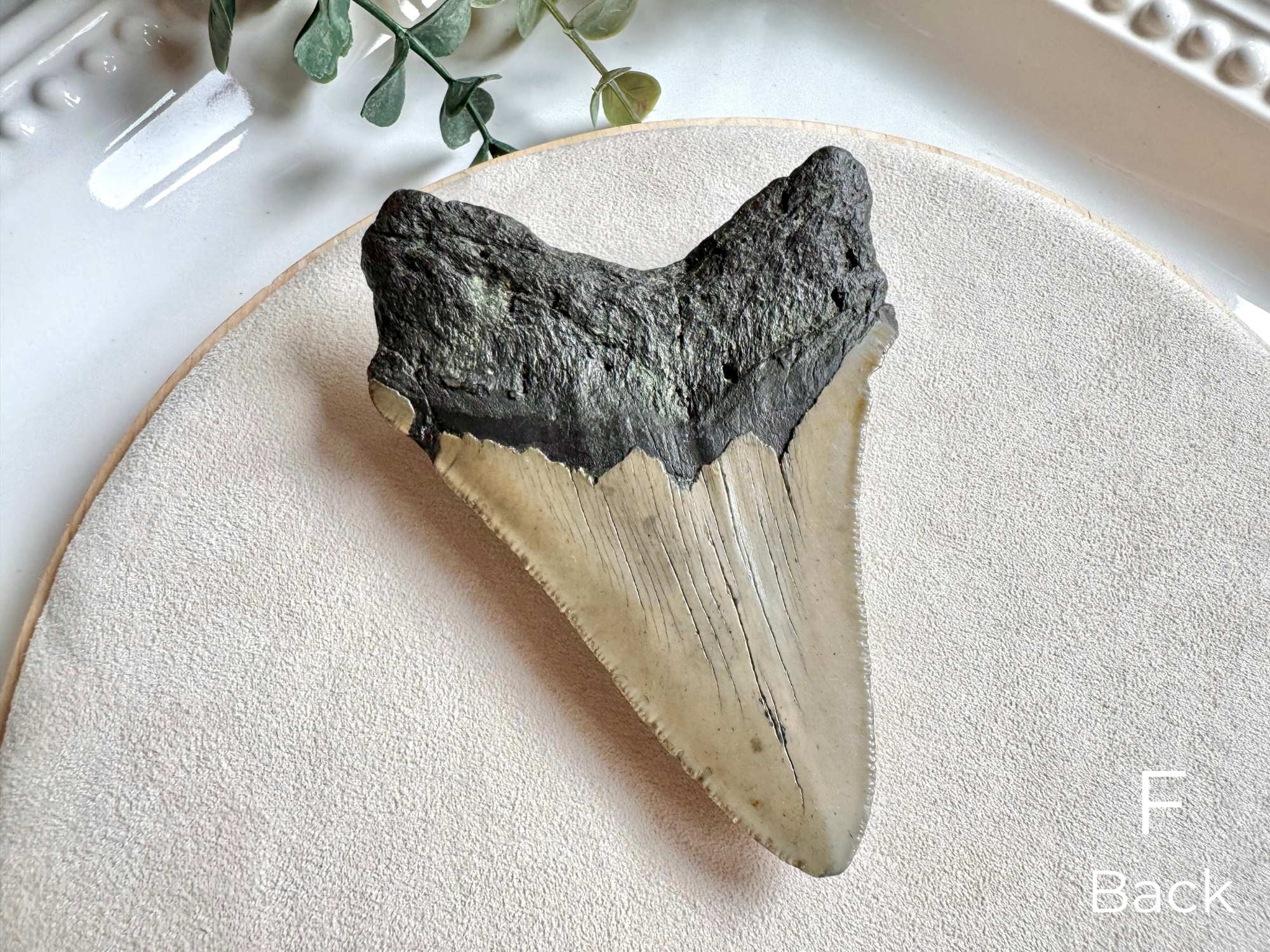 Megalodon Shark Tooth Fossil || North Carolina