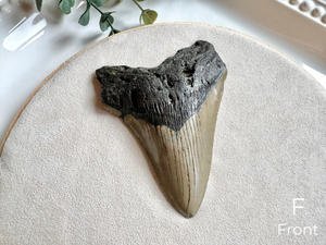 Megalodon Shark Tooth Fossil || North Carolina