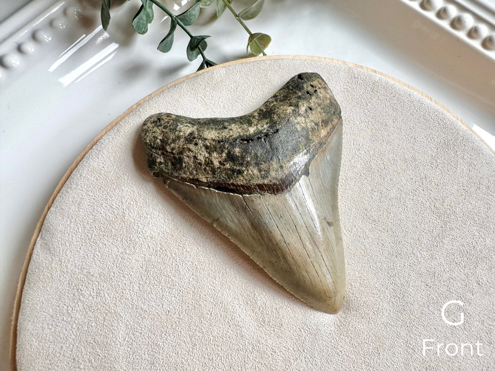 Megalodon Shark Tooth Fossil || North Carolina