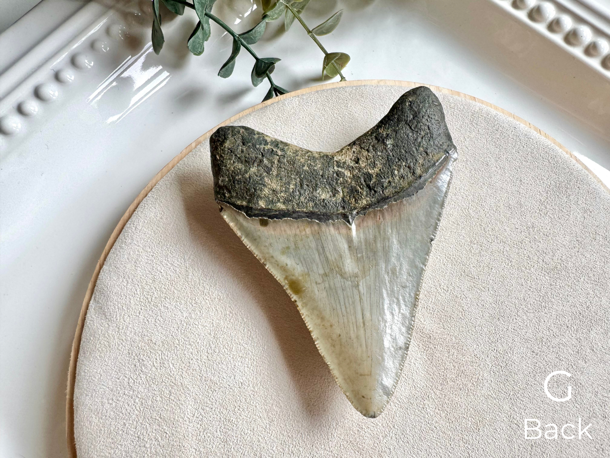 Megalodon Shark Tooth Fossil || North Carolina