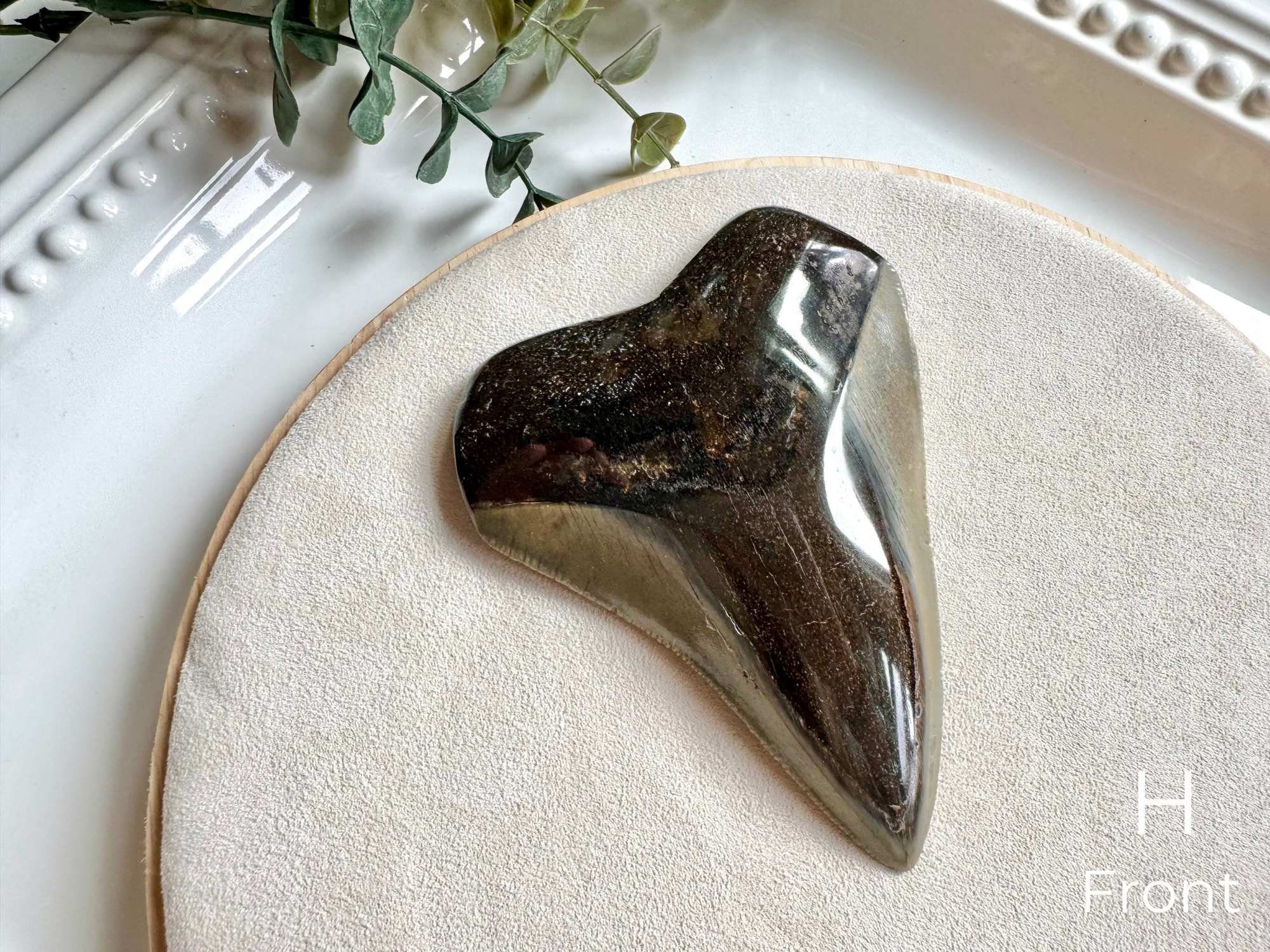 Megalodon Shark Tooth Fossil || North Carolina