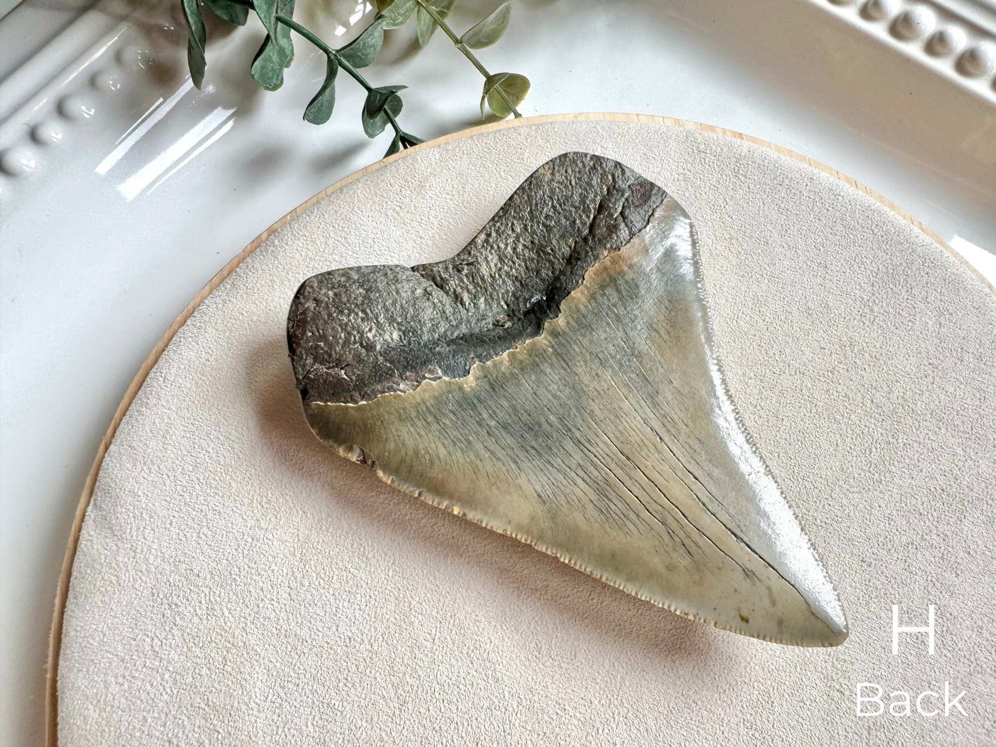 Megalodon Shark Tooth Fossil || North Carolina