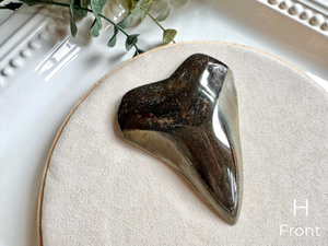 Megalodon Shark Tooth Fossil || North Carolina