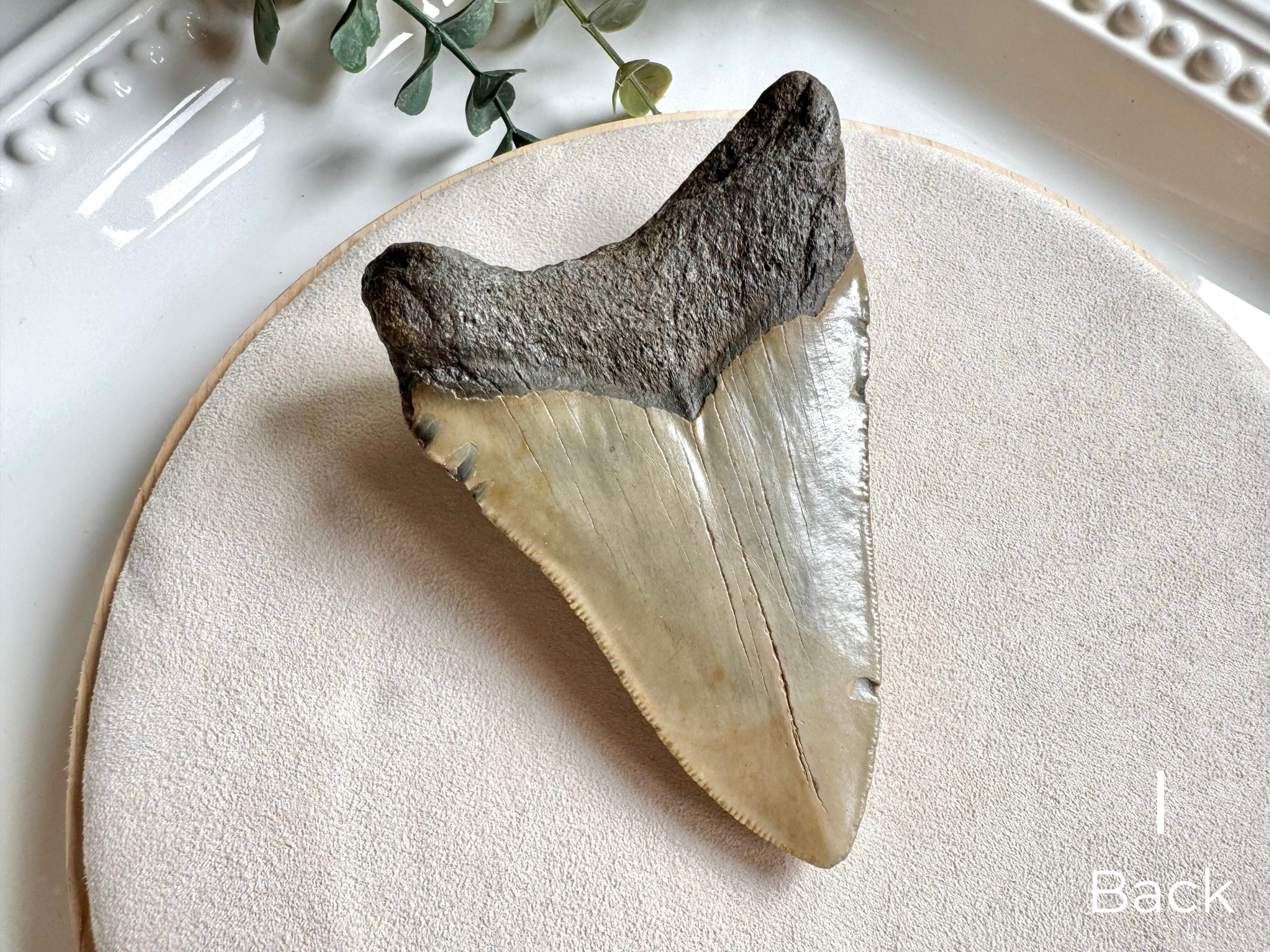 Megalodon Shark Tooth Fossil || North Carolina