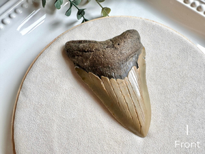 Megalodon Shark Tooth Fossil || North Carolina