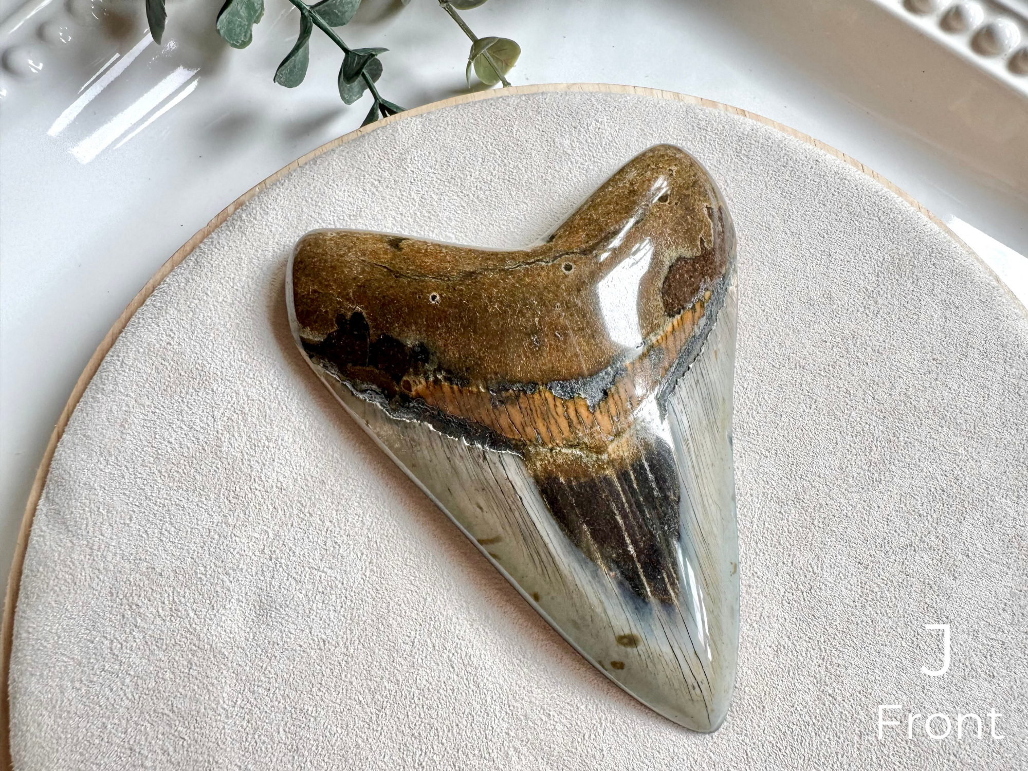 Megalodon Shark Tooth Fossil || North Carolina