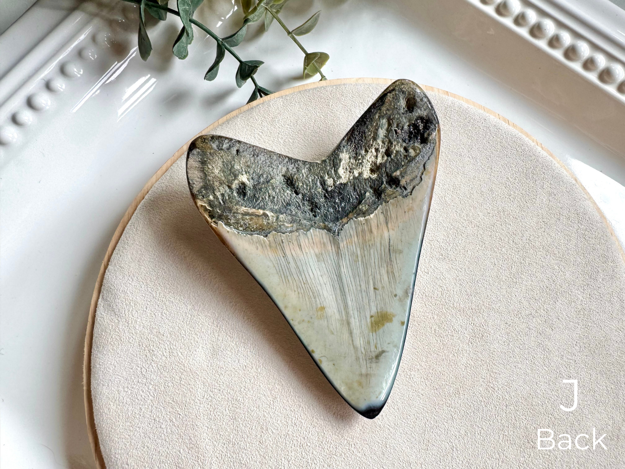 Megalodon Shark Tooth Fossil || North Carolina