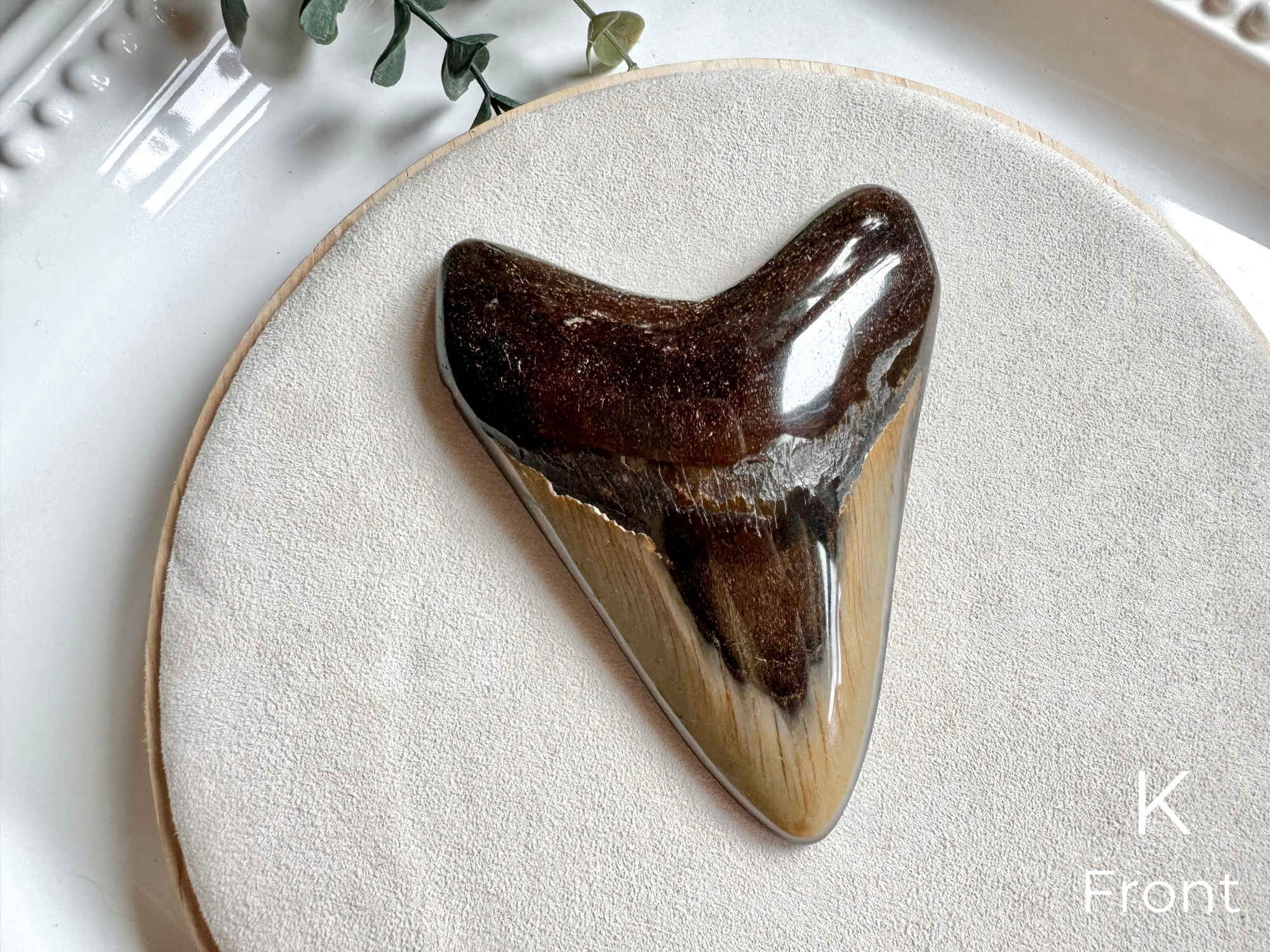 Megalodon Shark Tooth Fossil || North Carolina