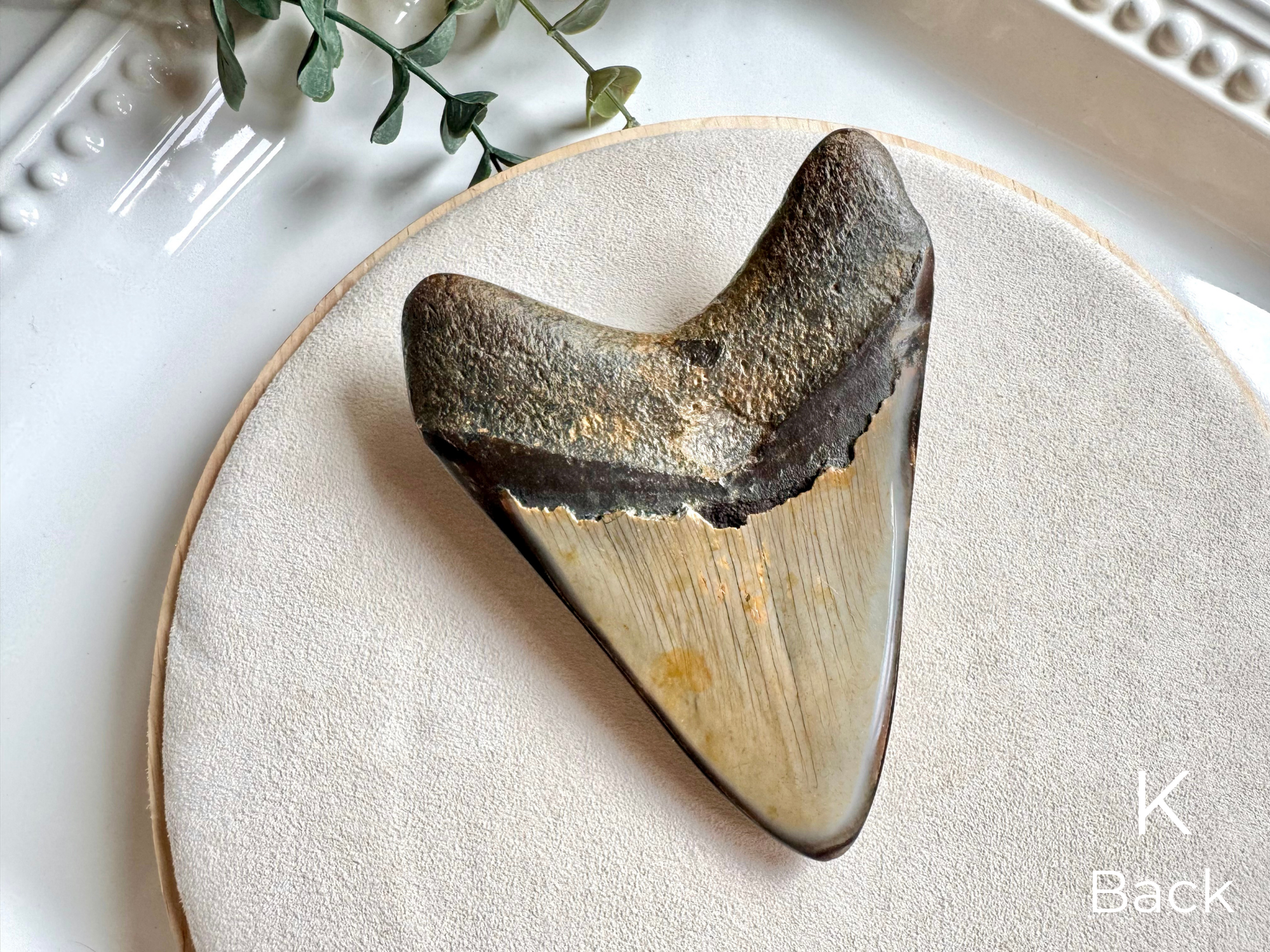 Megalodon Shark Tooth Fossil || North Carolina