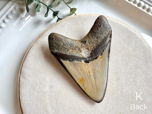 Megalodon Shark Tooth Fossil || North Carolina