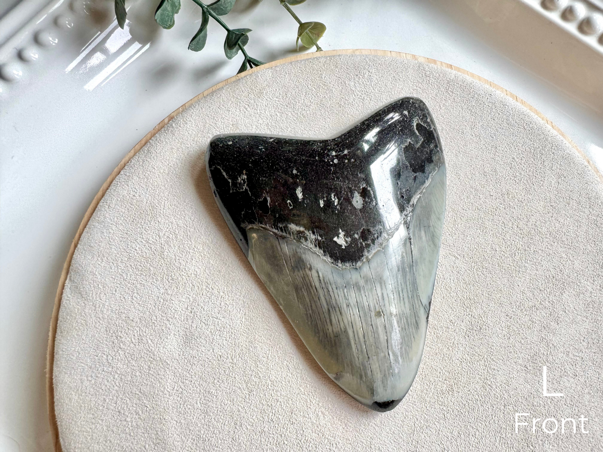 Megalodon Shark Tooth Fossil || North Carolina