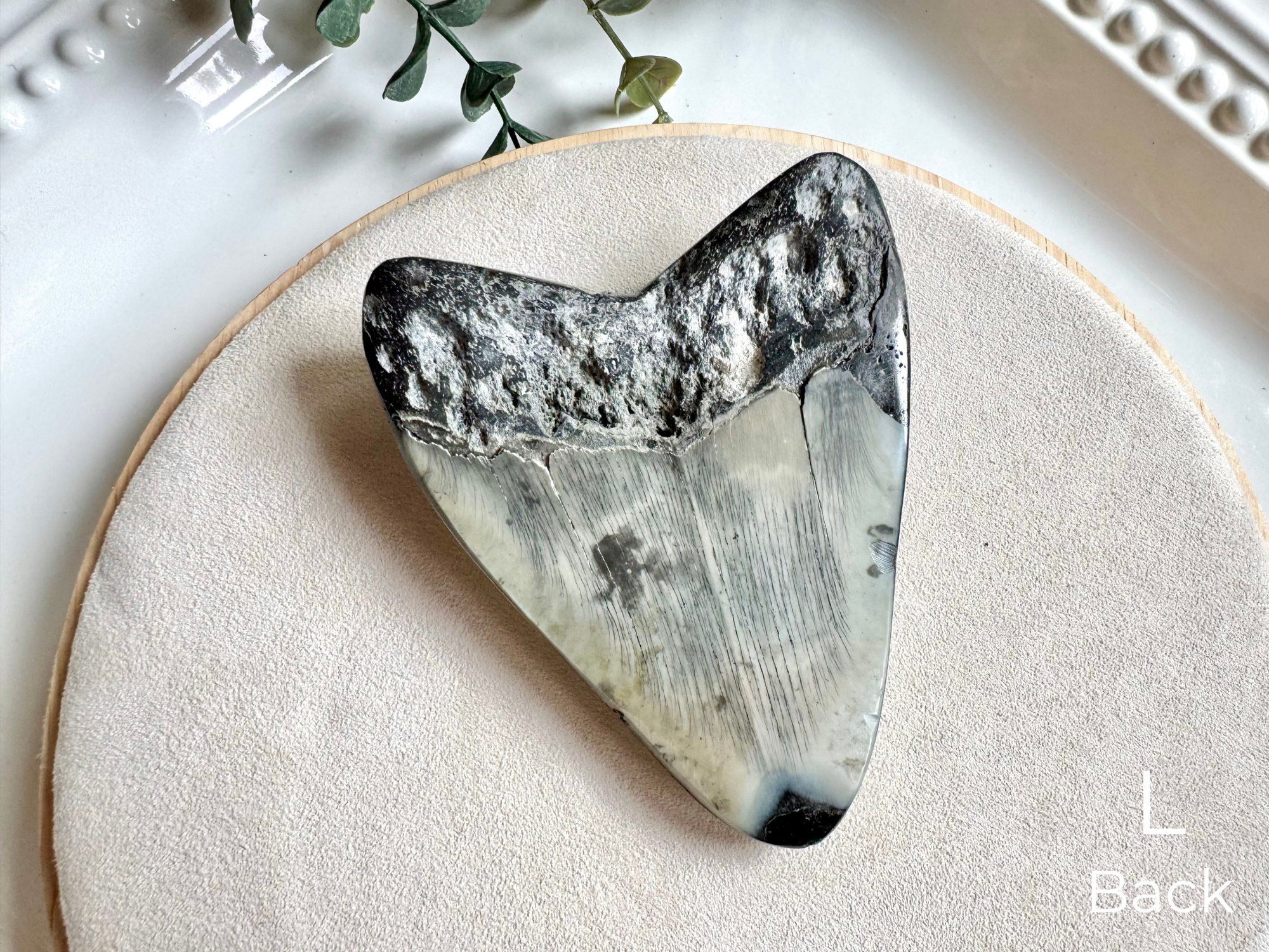 Megalodon Shark Tooth Fossil || North Carolina