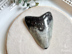 Megalodon Shark Tooth Fossil || North Carolina