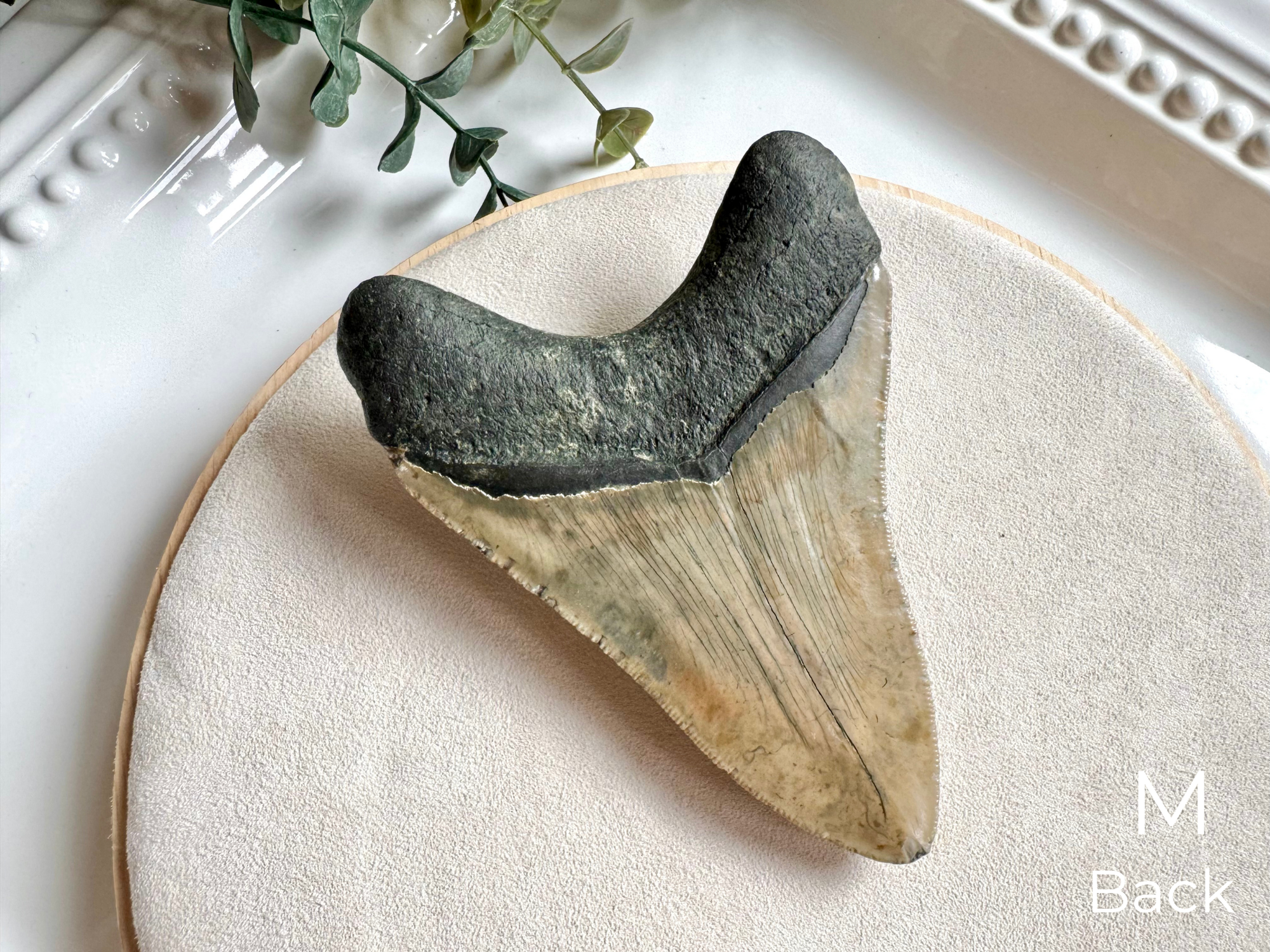 Megalodon Shark Tooth Fossil || North Carolina