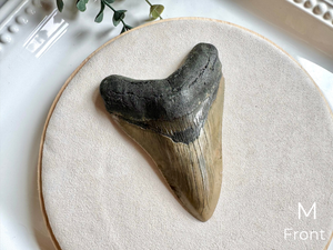 Megalodon Shark Tooth Fossil || North Carolina