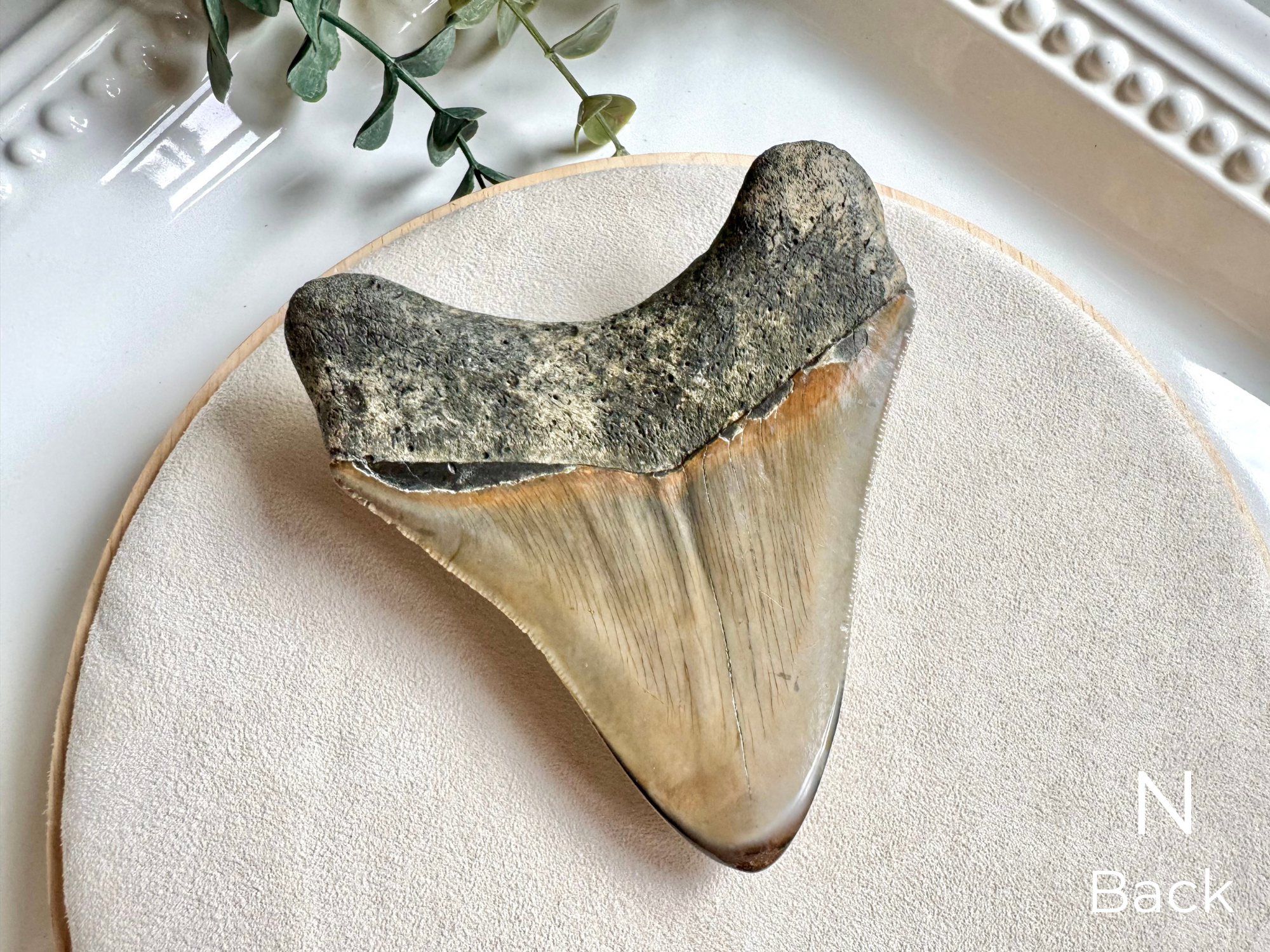 Megalodon Shark Tooth Fossil || North Carolina