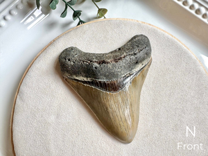 Megalodon Shark Tooth Fossil || North Carolina