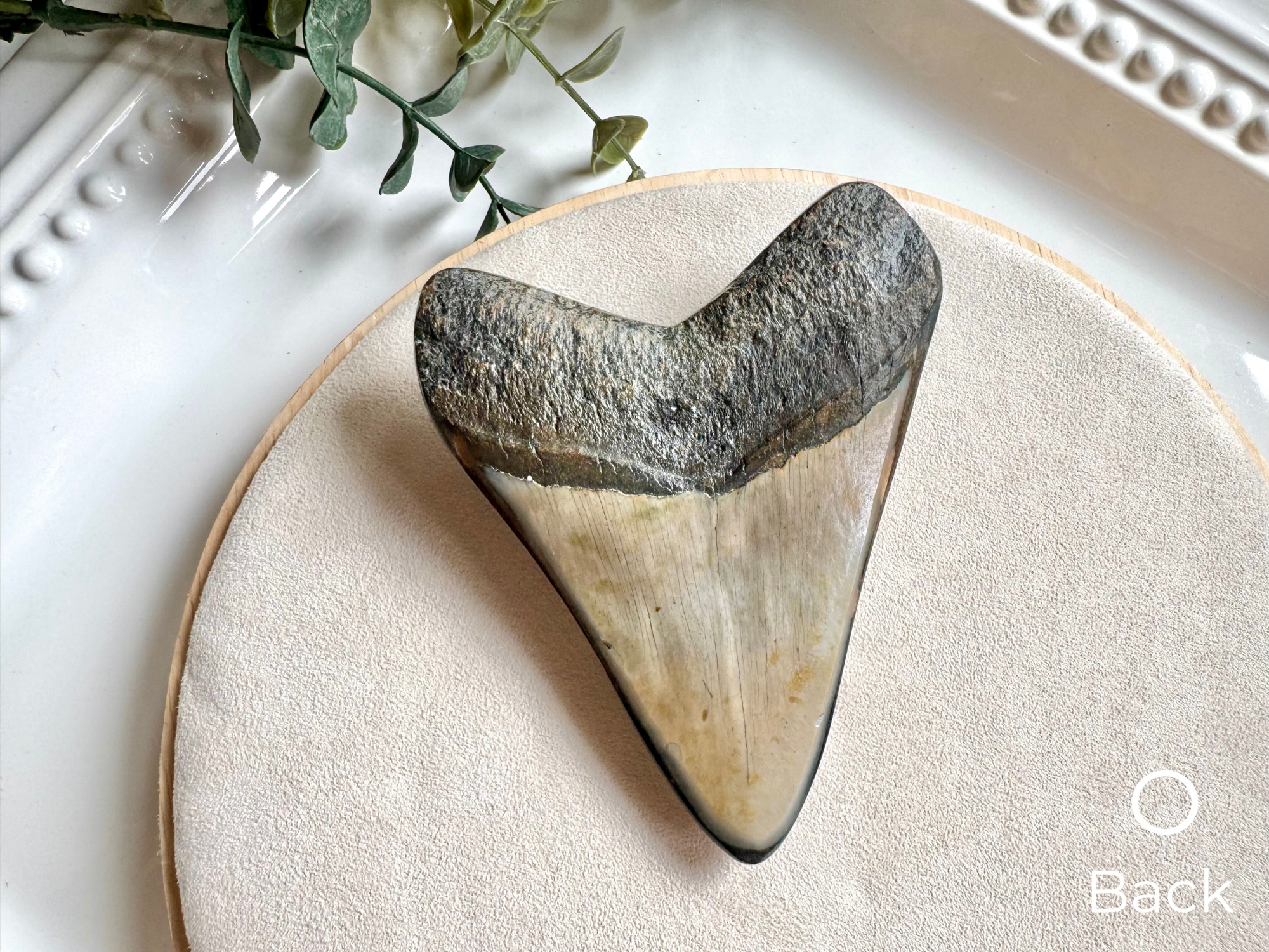 Megalodon Shark Tooth Fossil || North Carolina
