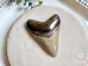 Megalodon Shark Tooth Fossil || North Carolina