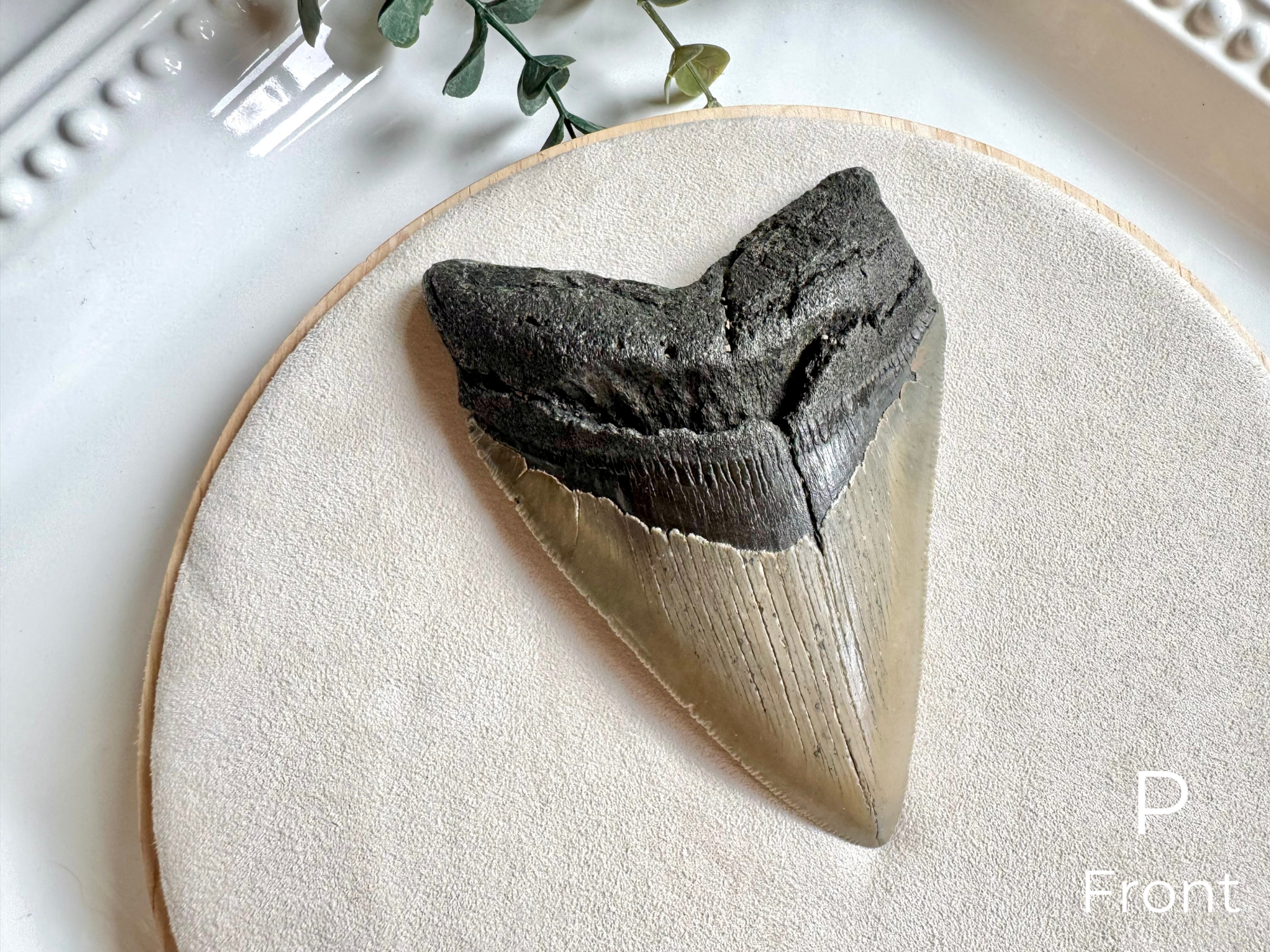 Megalodon Shark Tooth Fossil || North Carolina