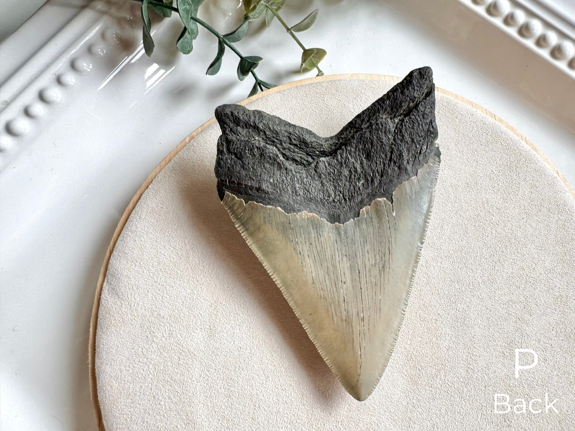 Megalodon Shark Tooth Fossil || North Carolina
