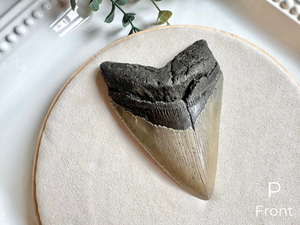 Megalodon Shark Tooth Fossil || North Carolina