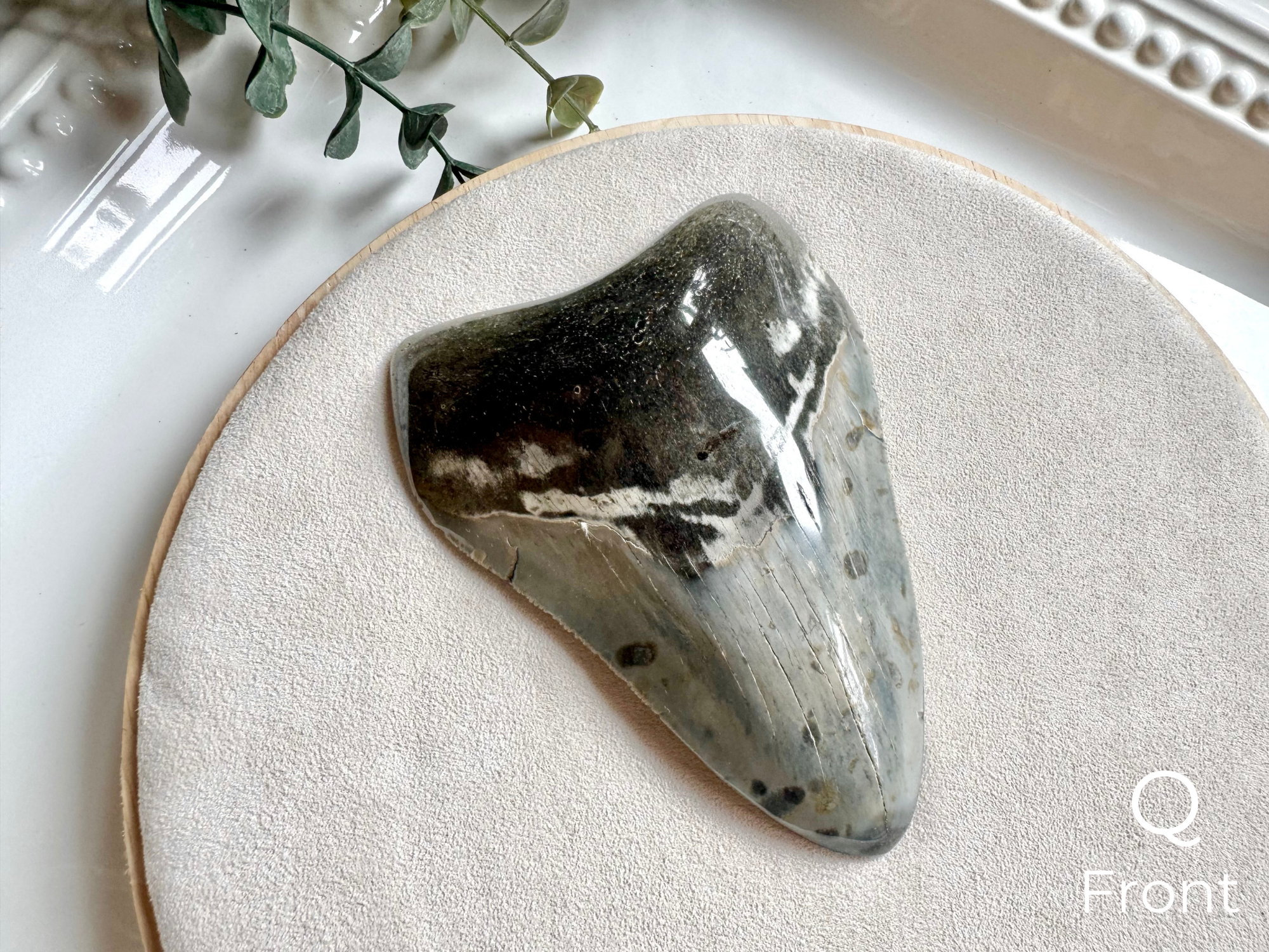 Megalodon Shark Tooth Fossil || North Carolina