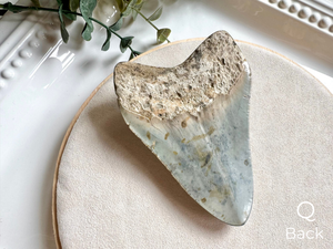 Megalodon Shark Tooth Fossil || North Carolina