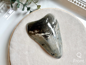 Megalodon Shark Tooth Fossil || North Carolina