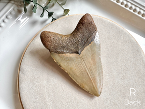 Megalodon Shark Tooth Fossil || North Carolina