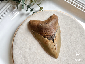 Megalodon Shark Tooth Fossil || North Carolina