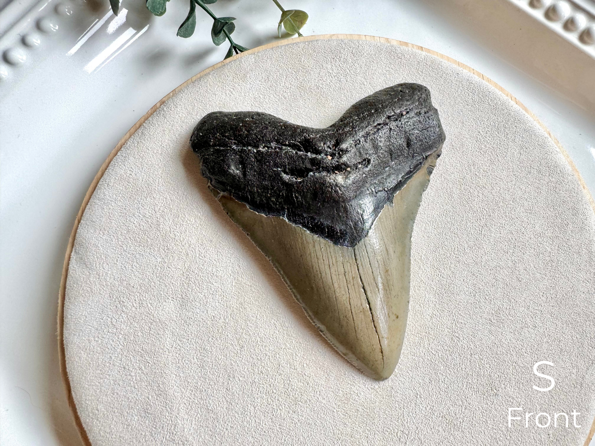 Megalodon Shark Tooth Fossil || North Carolina