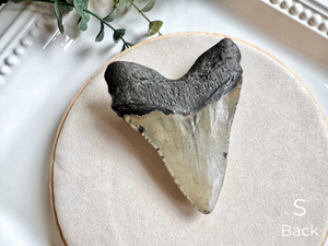 Megalodon Shark Tooth Fossil || North Carolina