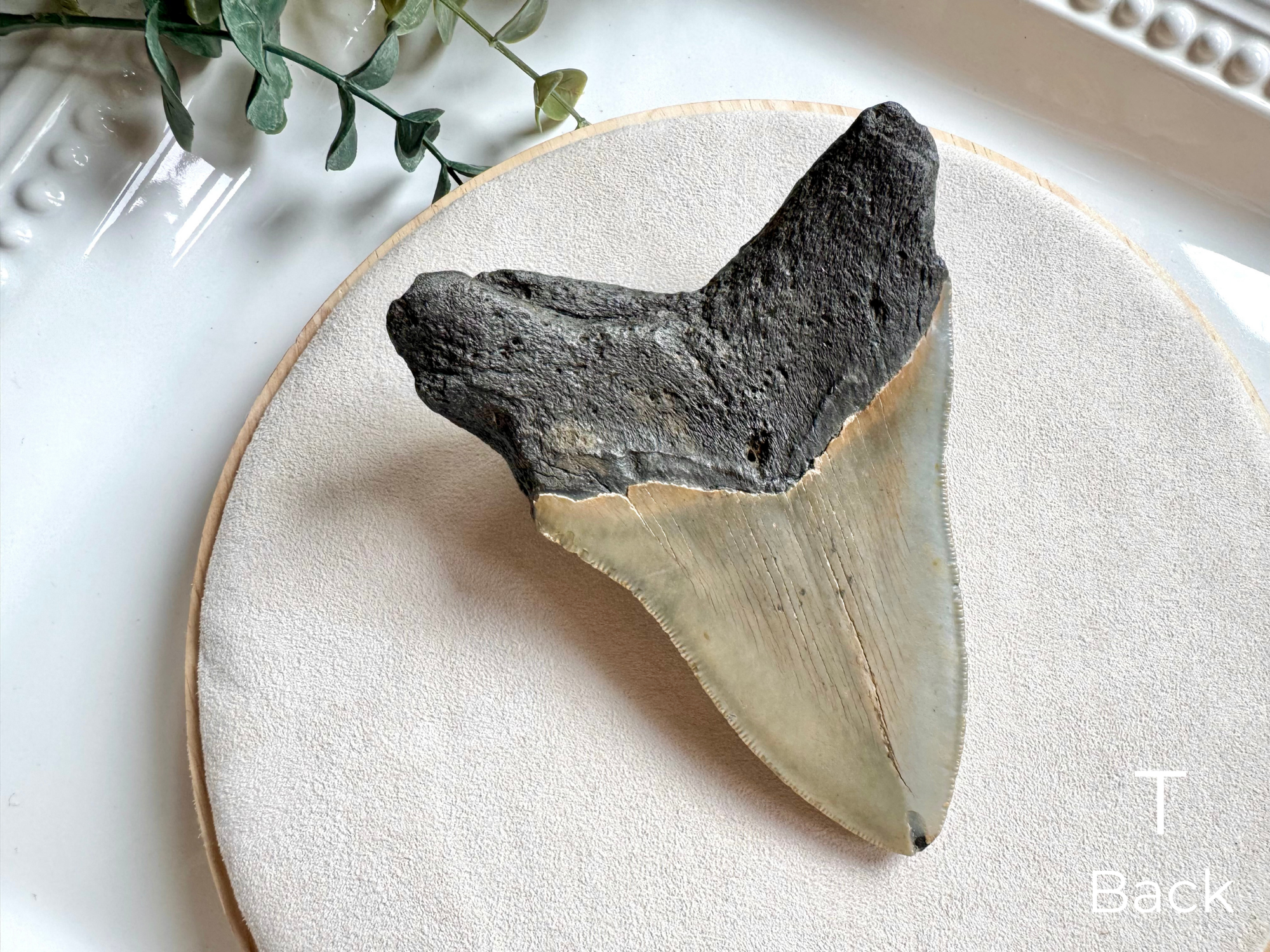 Megalodon Shark Tooth Fossil || North Carolina